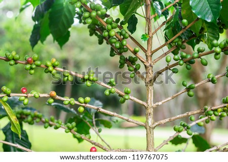 Coffee beans on plant.