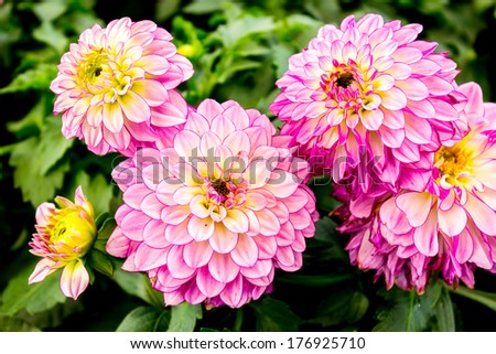 Pink and Yellow Dahlia flower.