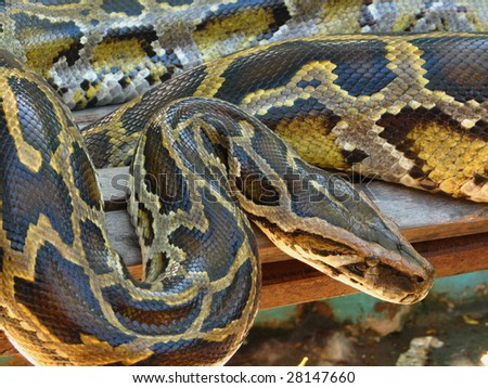 Python Boa Constrictor At Manila Zoo Stock Photo 28147660 : Shutterstock