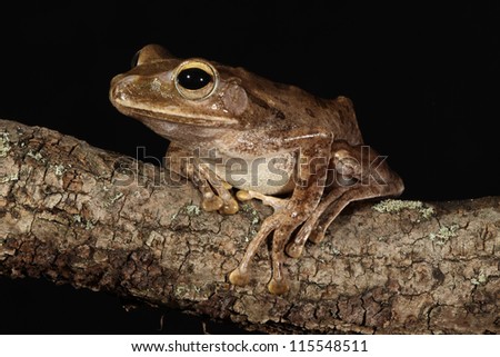 Golden Tree Frog on branch
