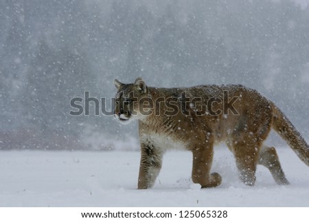Mountain Lion- Puma - Cougar walking in snow storm