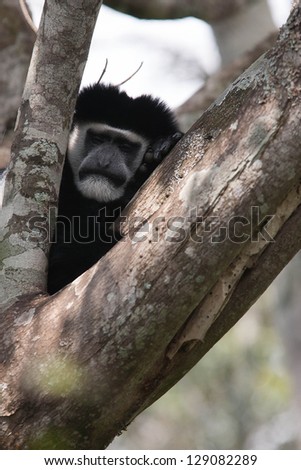 Black and White Colobuse monkey in tree
