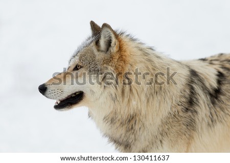 Wolf pack interaction on snow covered field