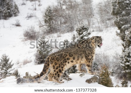 Rare and Elusive Snow Leopard in winter snow scene