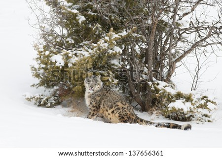 Rare and Elusive Snow Leopard in winter snow scene