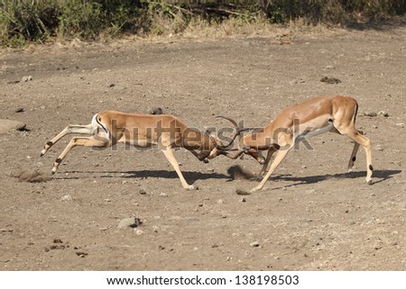 A pair of male impala fighting to be dominant male in the herd