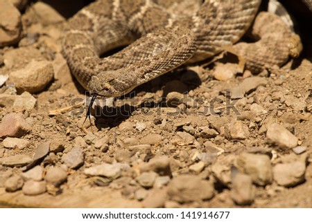 Western Diamond-backed Rattlesnake in Desert scene