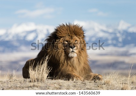 Male extinct in the wild Barbary or Atlas Lion