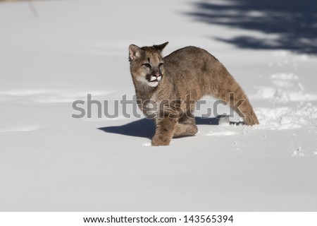 Young Mountain Lion running in snow covered field