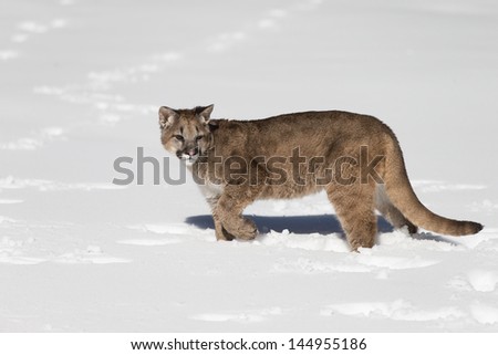 A young Mountain Lion running in the snow