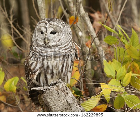 Barred Owl in Autumn Scene