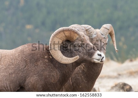 Big Horn Sheep Ram in Jasper National Park
