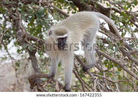 Vervet Monkey in tree