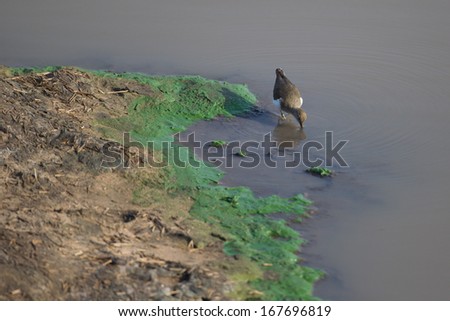 Poison Blue Green Algae on the edge of pond in Kruger National Park South Africa