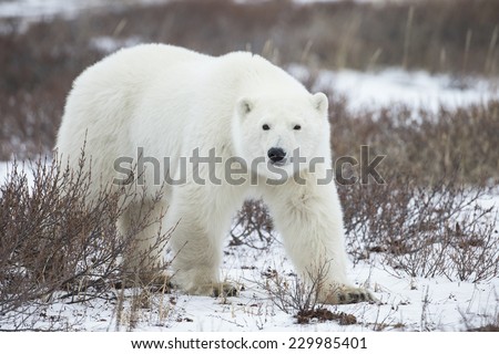 Polar Bear in Sub Arctic near York Factory Manitoba
