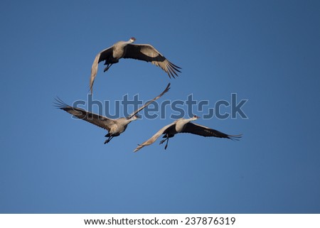 Sandhill cranes flying against blue skyat Bosque del Apache National Wildlife Refuge in San Antonio New Mexico
