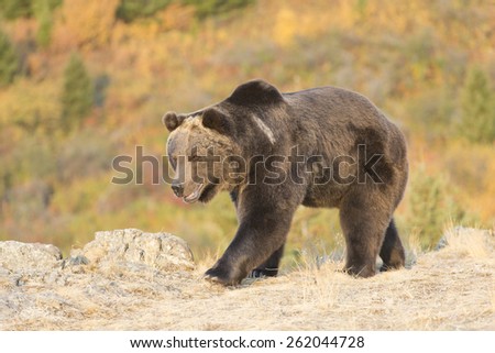 North American Grizzly Bear at sunrise in Western USA