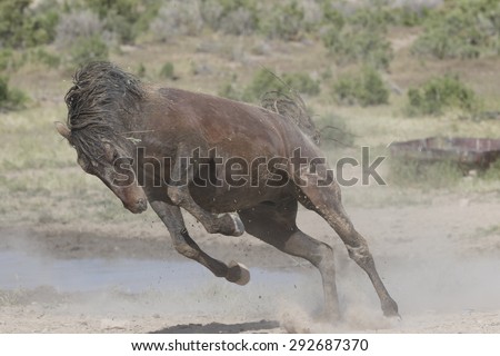 Running stallion in the Great Basin Desert Utah USA