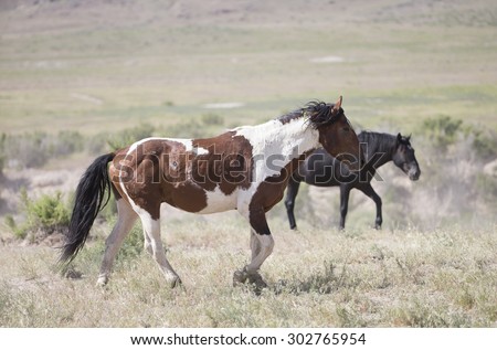 Wild horses of the Great Basin Desert in Utah USA