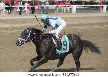 SARATOGA SPRINGS, NY - August 29, 2015: Number 9 Ready Dancer ridden by John Velazquez wins the 2nd race on Travers Day at Historic Saratoga Race Course on August 29, 2015 Saratoga Springs, New York