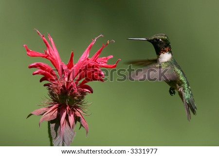 Hummingbird feeding on bee balm