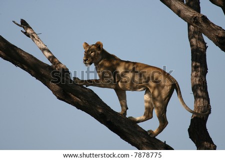 Lions don\'t Climb Trees?