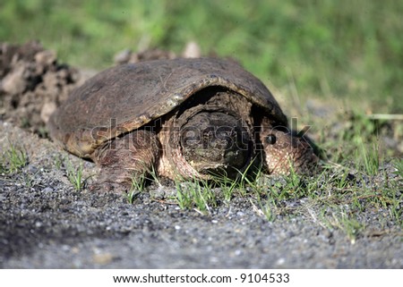 Turtle Laying Her Eggs in Nest