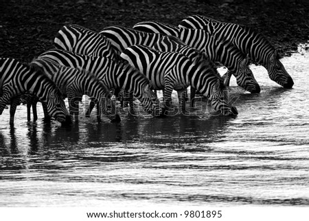 Black and White of Zebra\'s drinking from the Mara River