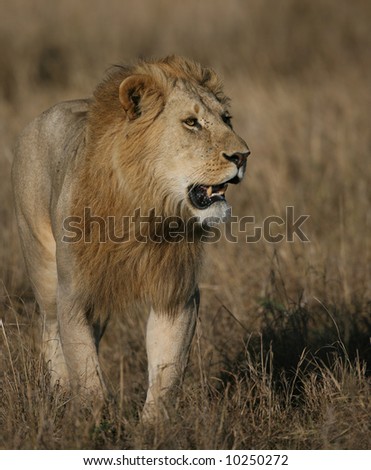 Male Lion walking in the Grasslands
