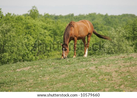 Thoroughbred Horse Feeding on a Farm