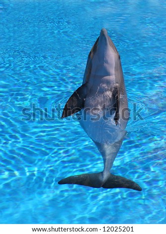 Dolphin Preparing to jump  From Water
