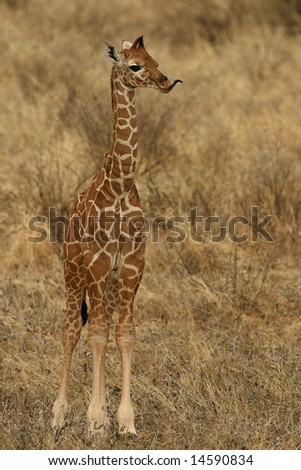 Baby Reticulated Giraffe Stickling out its Long Tongue