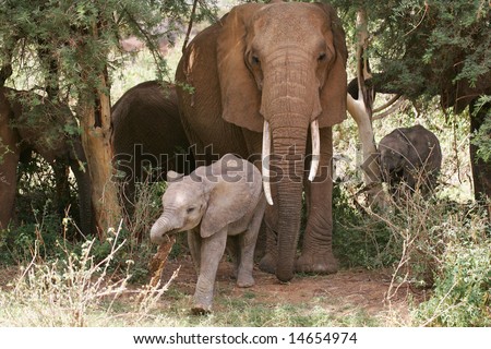 Elephant Mom and baby in the shade