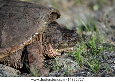 Female Snapping Turtle Laying eggs