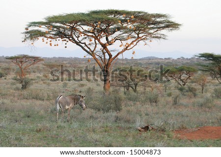 Rare Grevy Zebra in Buffalo Springs at Sunset with background of Tree filled with Weaver Bird nests.
