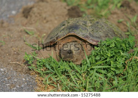 Large female Snapping Turtle laying her Eggs