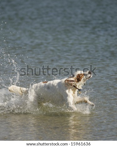 Beautiful Sporting Dog Running in the Surf on Cape Cod