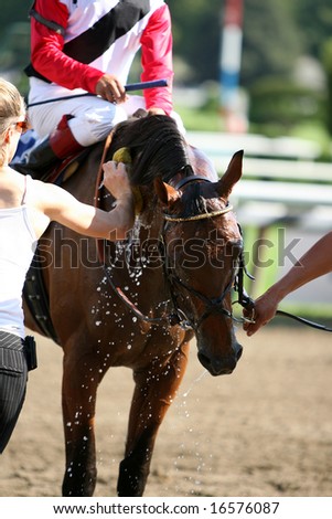 SARATOGA SPRINGS - August 17: Valtrus gets cooled down after winning the Sixth race August 17, 2008 in Saratoga Springs, NY.