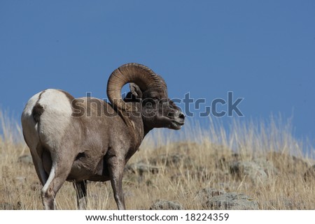 Big Horn Sheep Yellowstone National Park