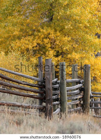 Golden Aspens in the background of an old fence in Yellowstone national park
