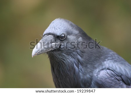 Common Raven Close Up Yellowstone National Park with Focus on Eye