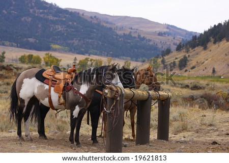 Trail Horses Tied up on Wooden Rail in lamar Valley, Yellowstone National Park