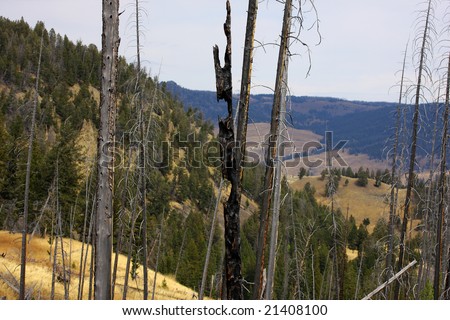 Burned Trees left form the Great Burn in Yellowstone National Park
