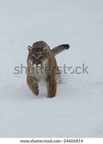 Mountain Lion Running in a Snow Storm
