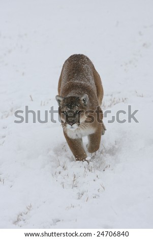 Mountain Lion Running During Snow Storm
