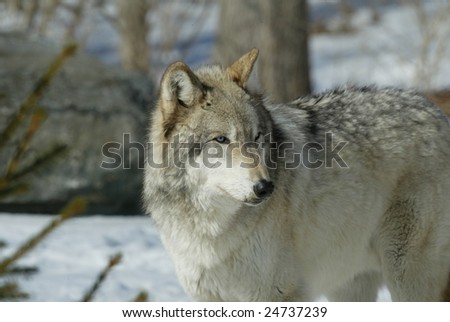 Captive Alpha Male North American Grey Wolf