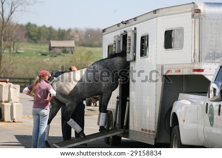 SCHUYLERVILLE - APR 25: Trainer John Morrison and barn manager load horse into van at Stonebridge Farms to ship to Belmont for race - April 25, 2009 in Schuylerville, NY.