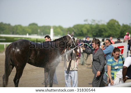 ELMONT - JUNE 6: Big Fair gets a cool wash down after The Acorn Grade I Stakes at Belmont Park on Belmont Stakes Day - June 6, 2009 in Elmont, NY.