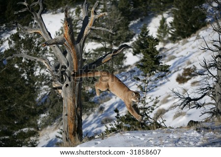 Mountain Lion Jumping From a Dead Tree