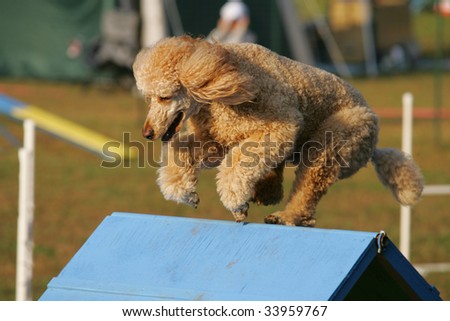 Agility dog clears A-Frame in Competition